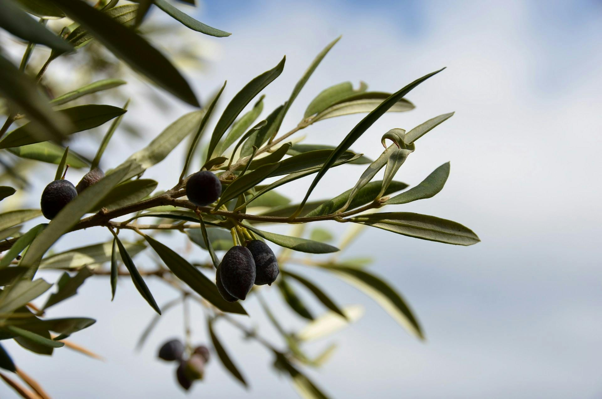 Schwarze Oliven an Baum Closeup