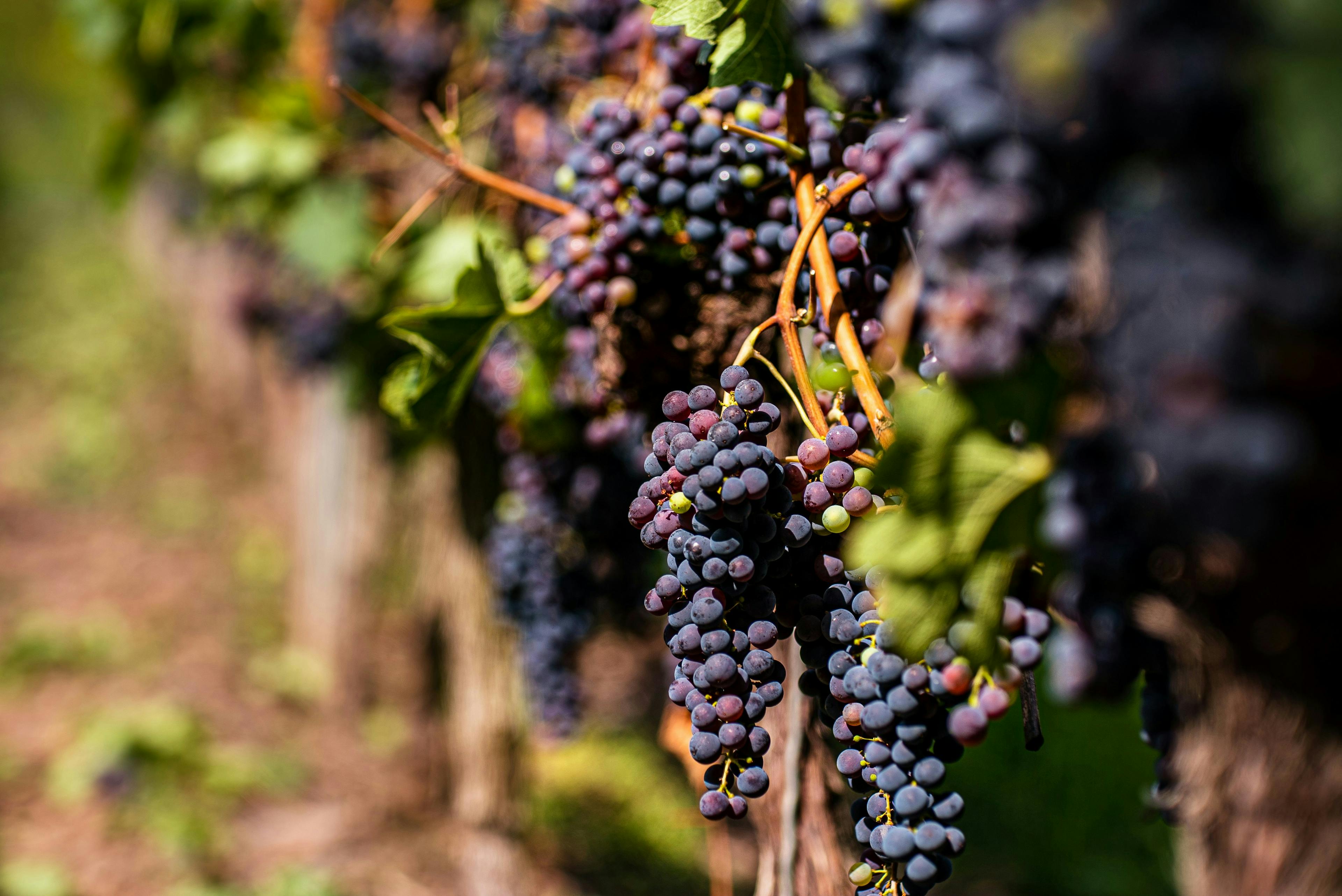 Blaue Weintrauben hängen an Weinreben 