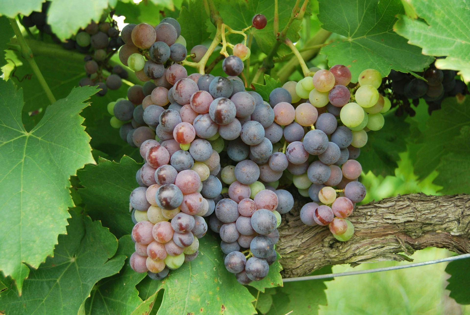 Weiße und blaue Weintrauben hängen an Reben umringt von grünen Blättern. 
