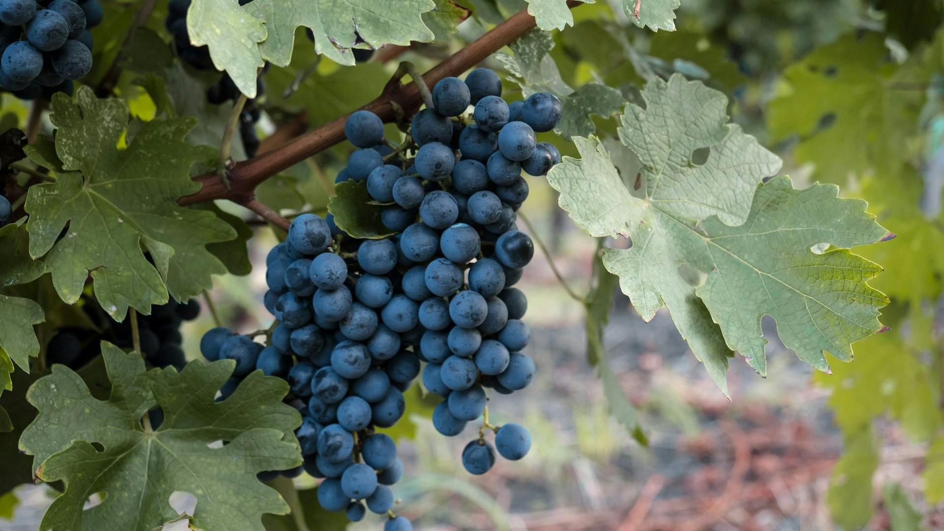 Blaue Weintrauben hängen an Reben umringt von grünen Blättern.