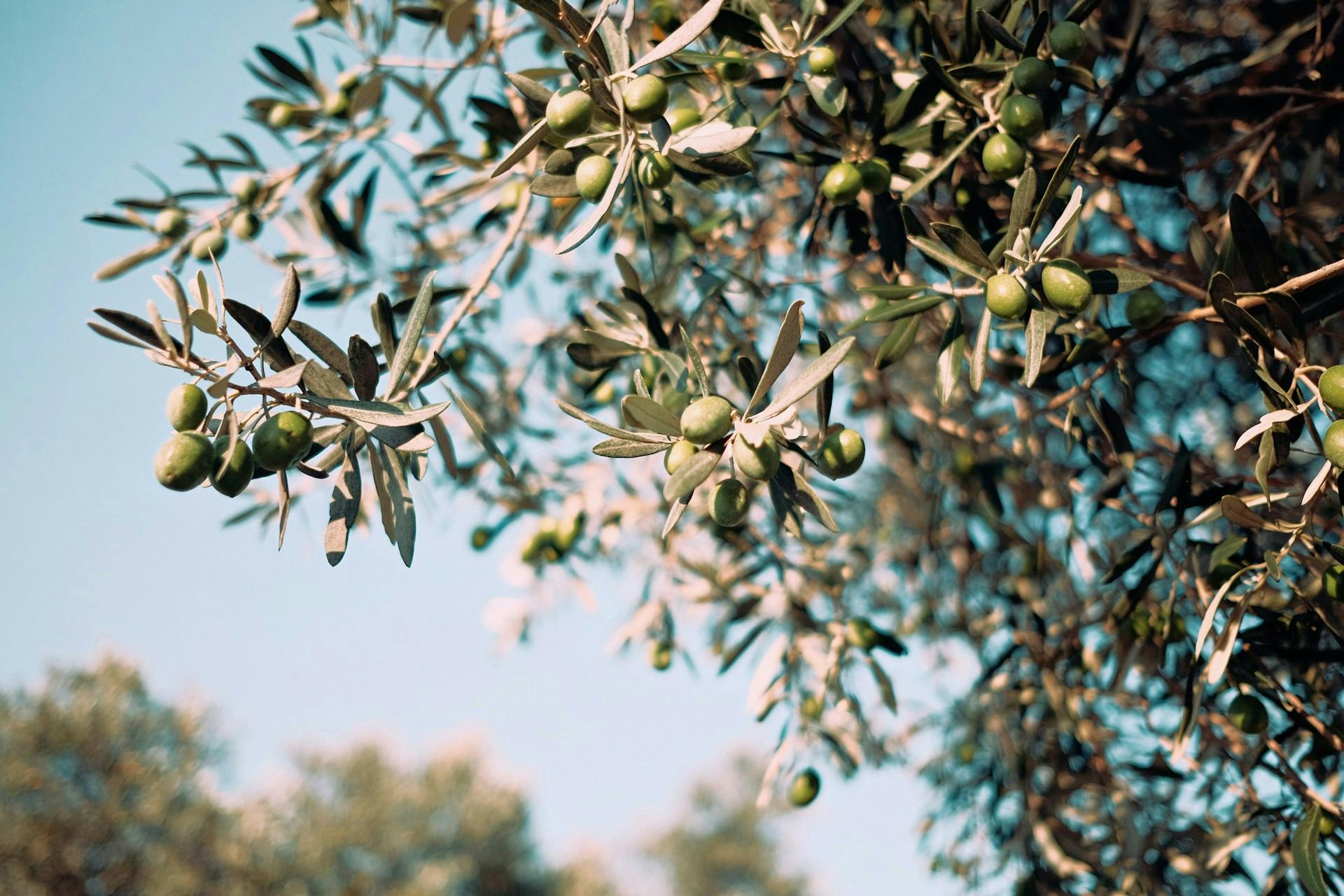 Plakias Olive Oil