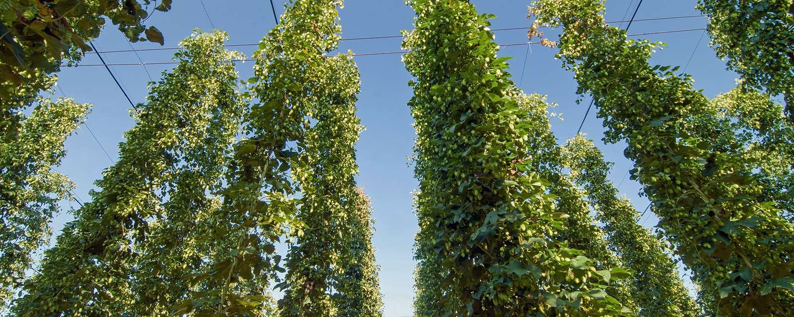 green-hops-plantation-2021-09-07-22-48-41-utc