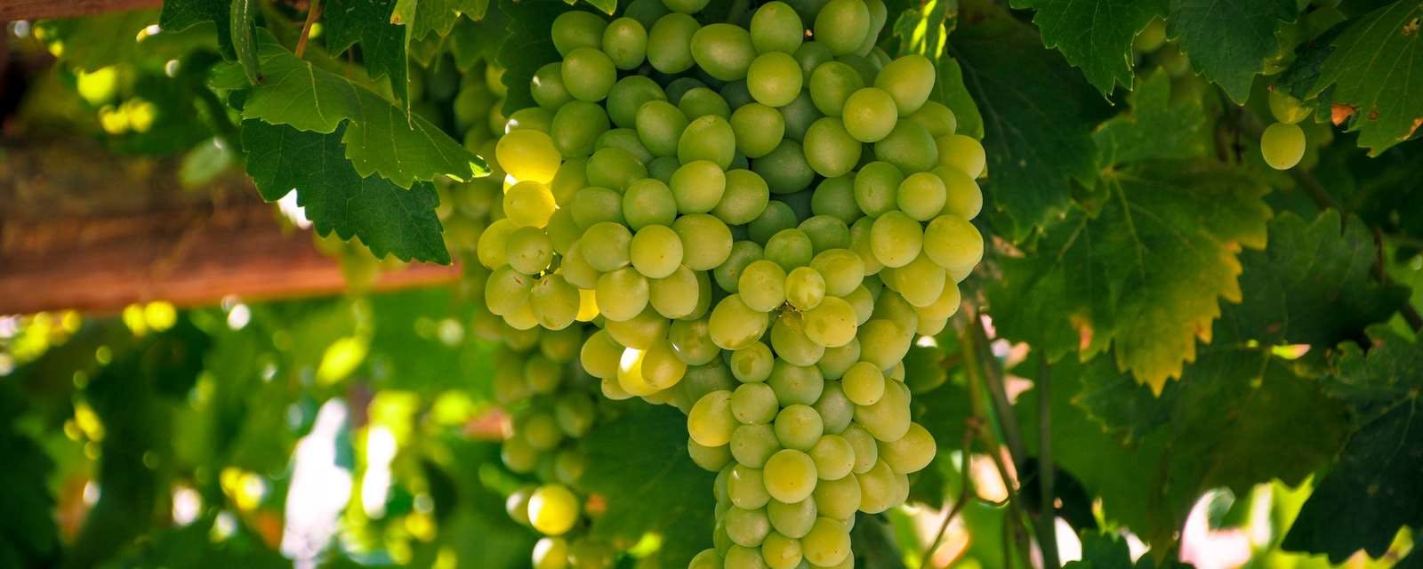 Viele reife grüne Weintrauben