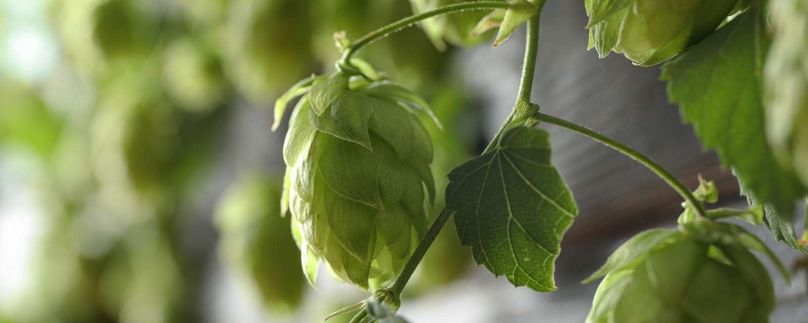 branch-of-hops-against-blurred-background-space-f-2021-09-02-20-10-10-utc