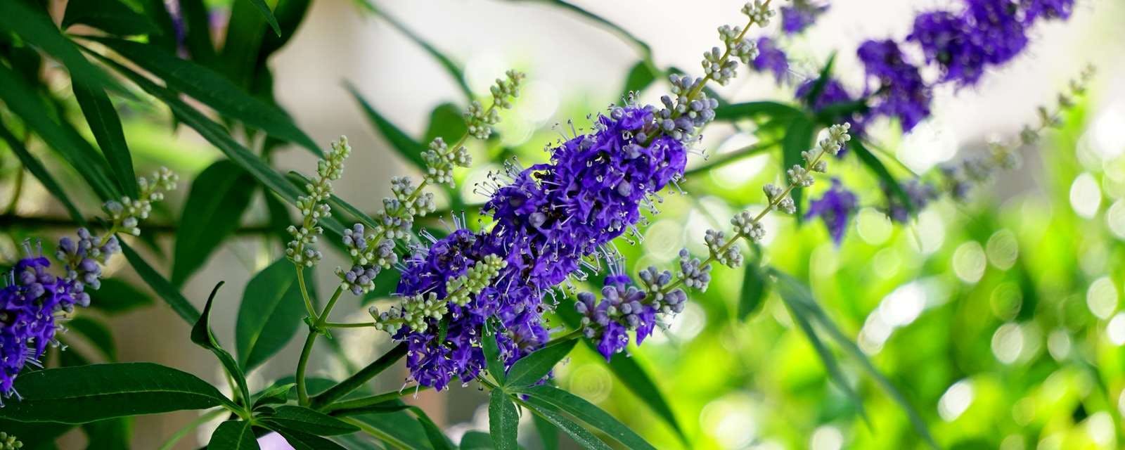 Mönchspfefferpflanze mit violetten Blüten Closeup