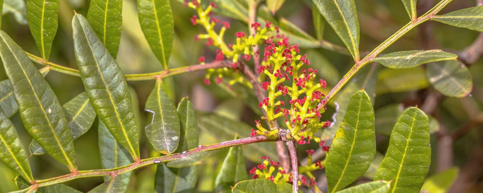 Mastixbaum mit roten Blüten Closeup
