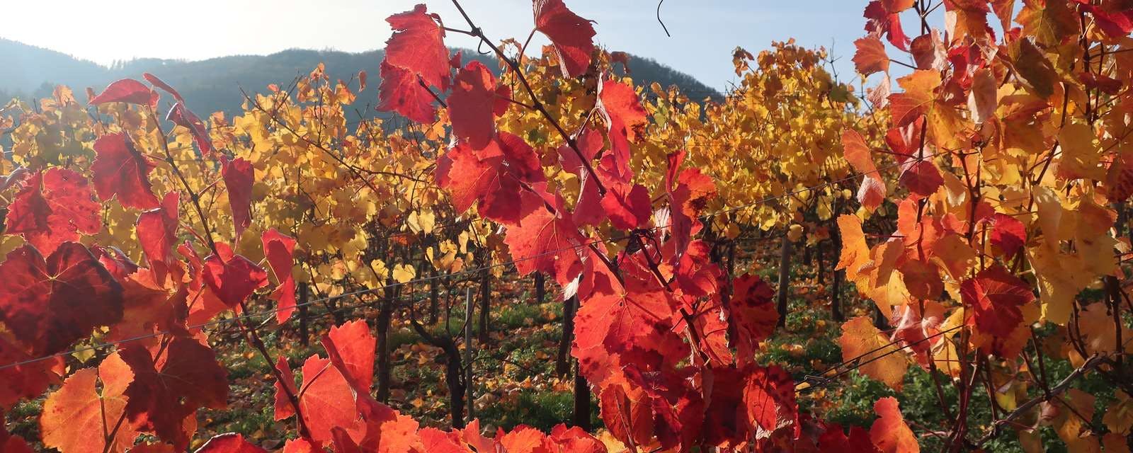 Herbstlicher Weinstock im Ahrtal