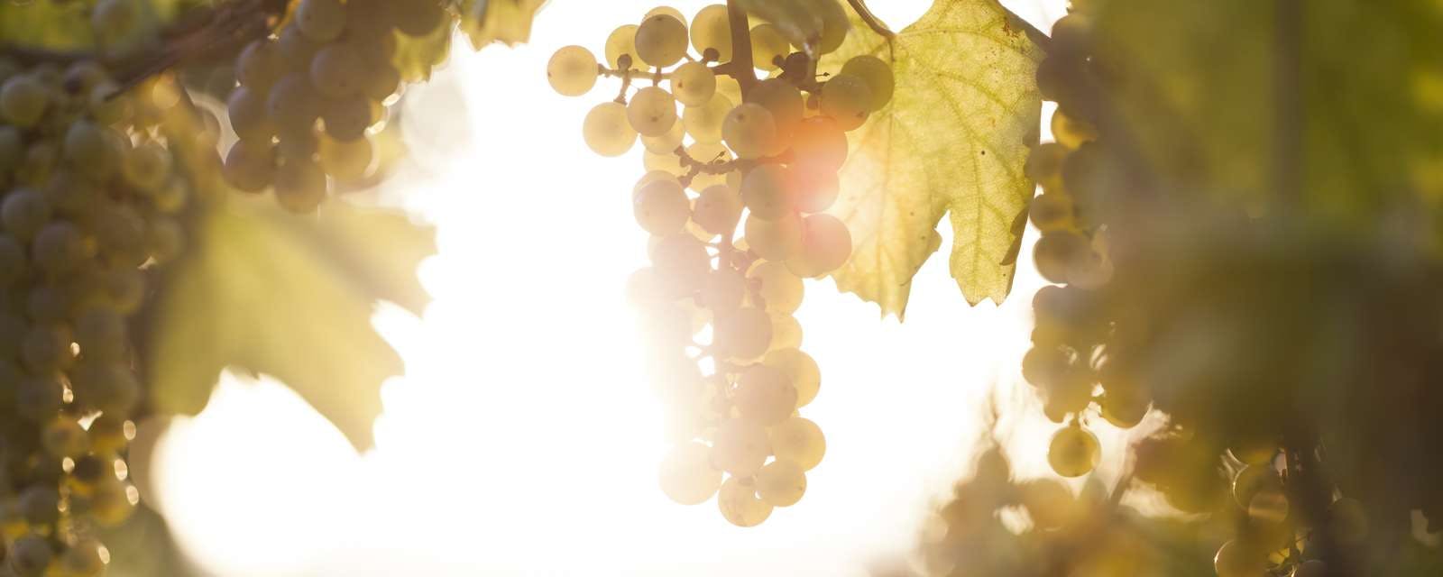 Weiße Weintrauben an Rebe vor sonnigem Hintergrund