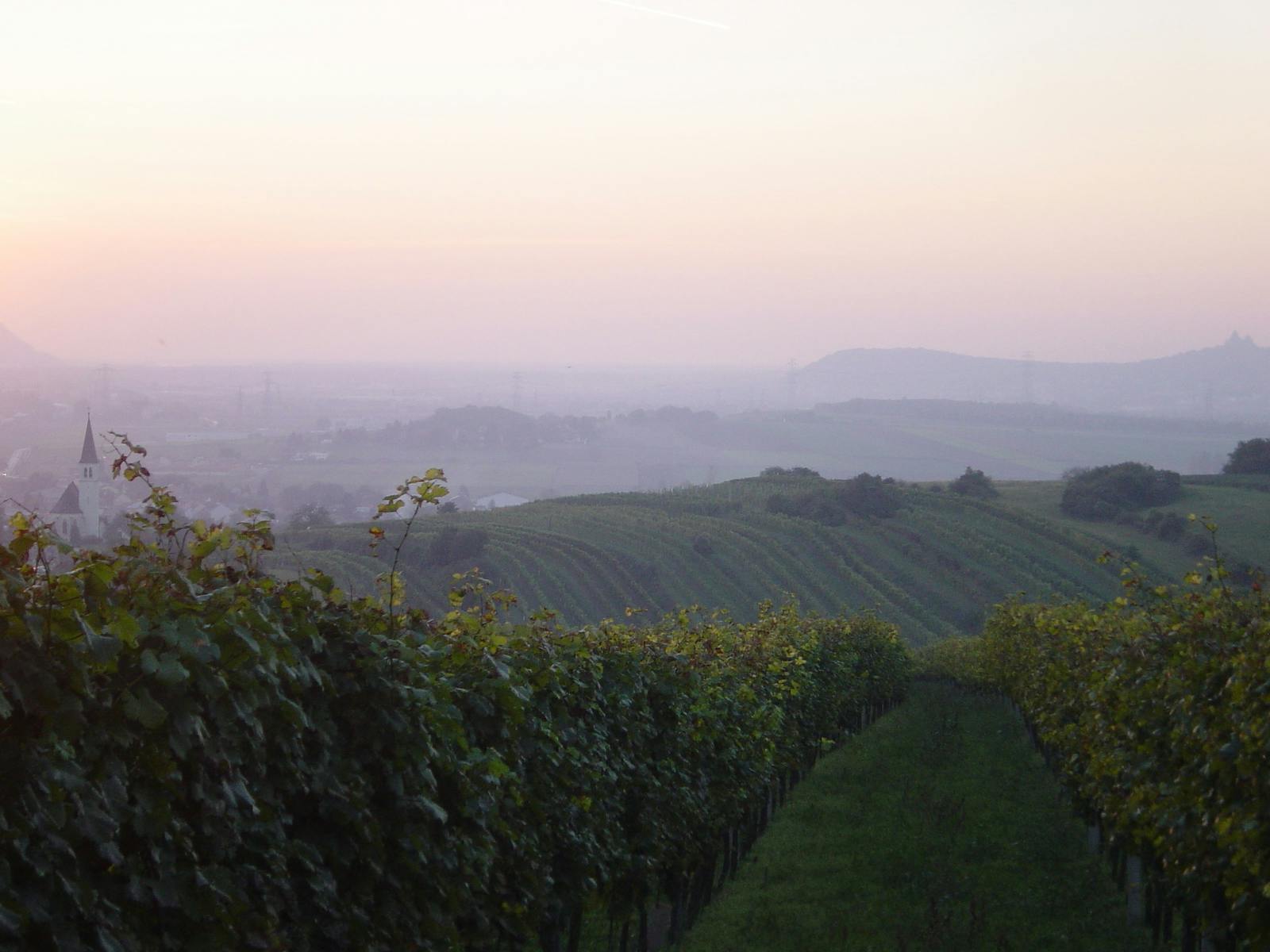 Weinanbaugebiet im Nebel