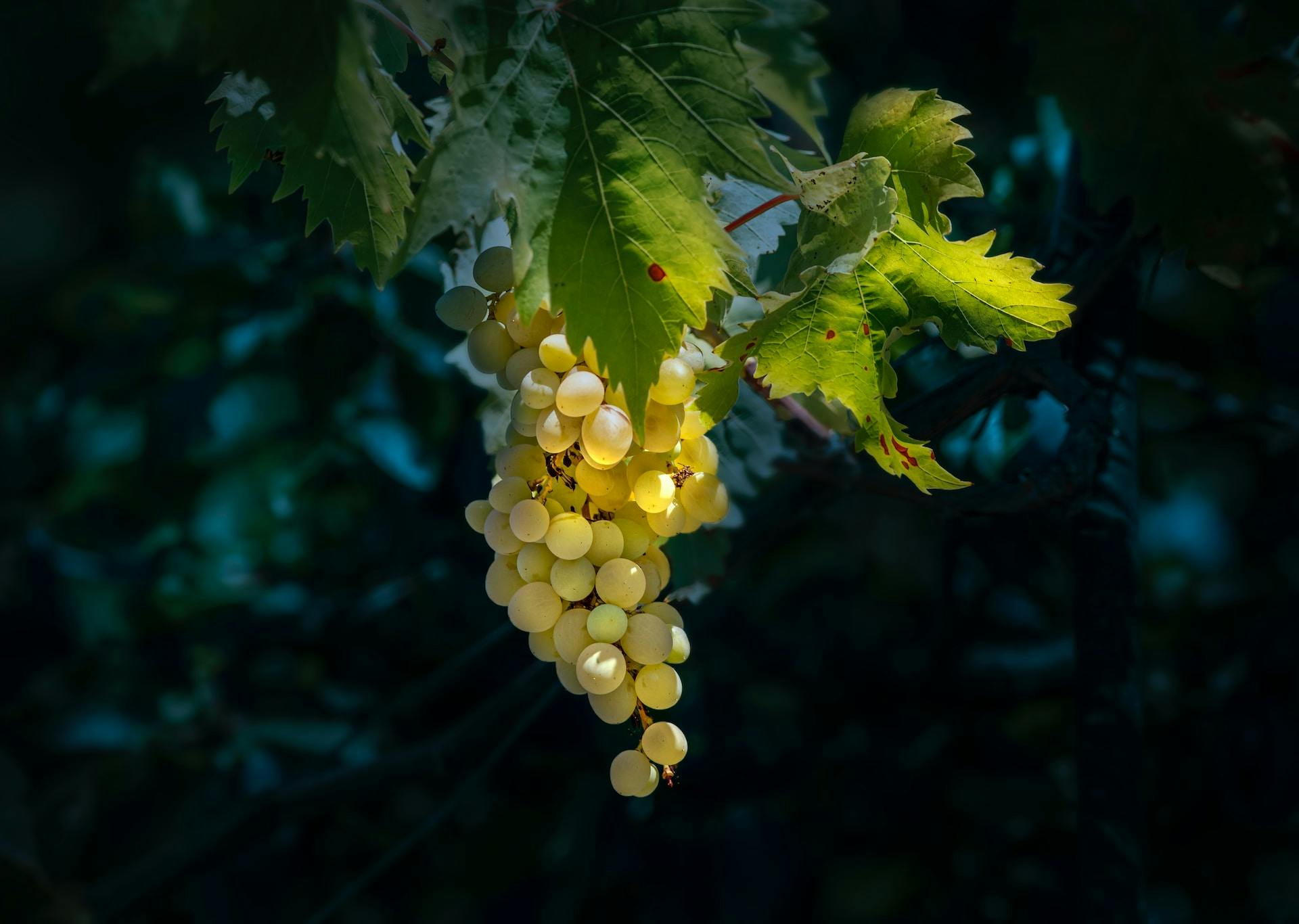 Weißweintrauben am Reben in Nahaufnahme