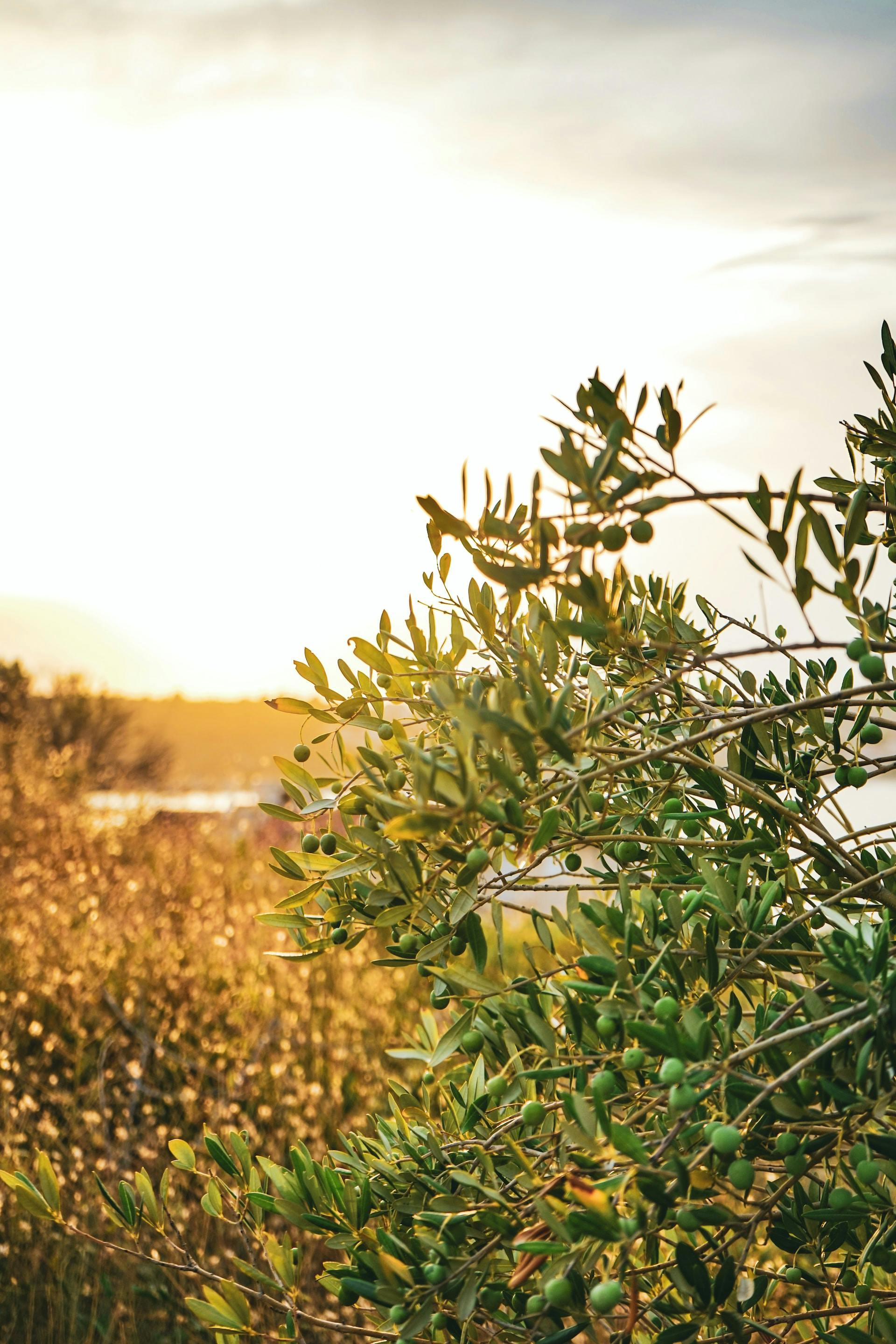 Olivenbaumblätter mit Oliven im Sonnenuntergang