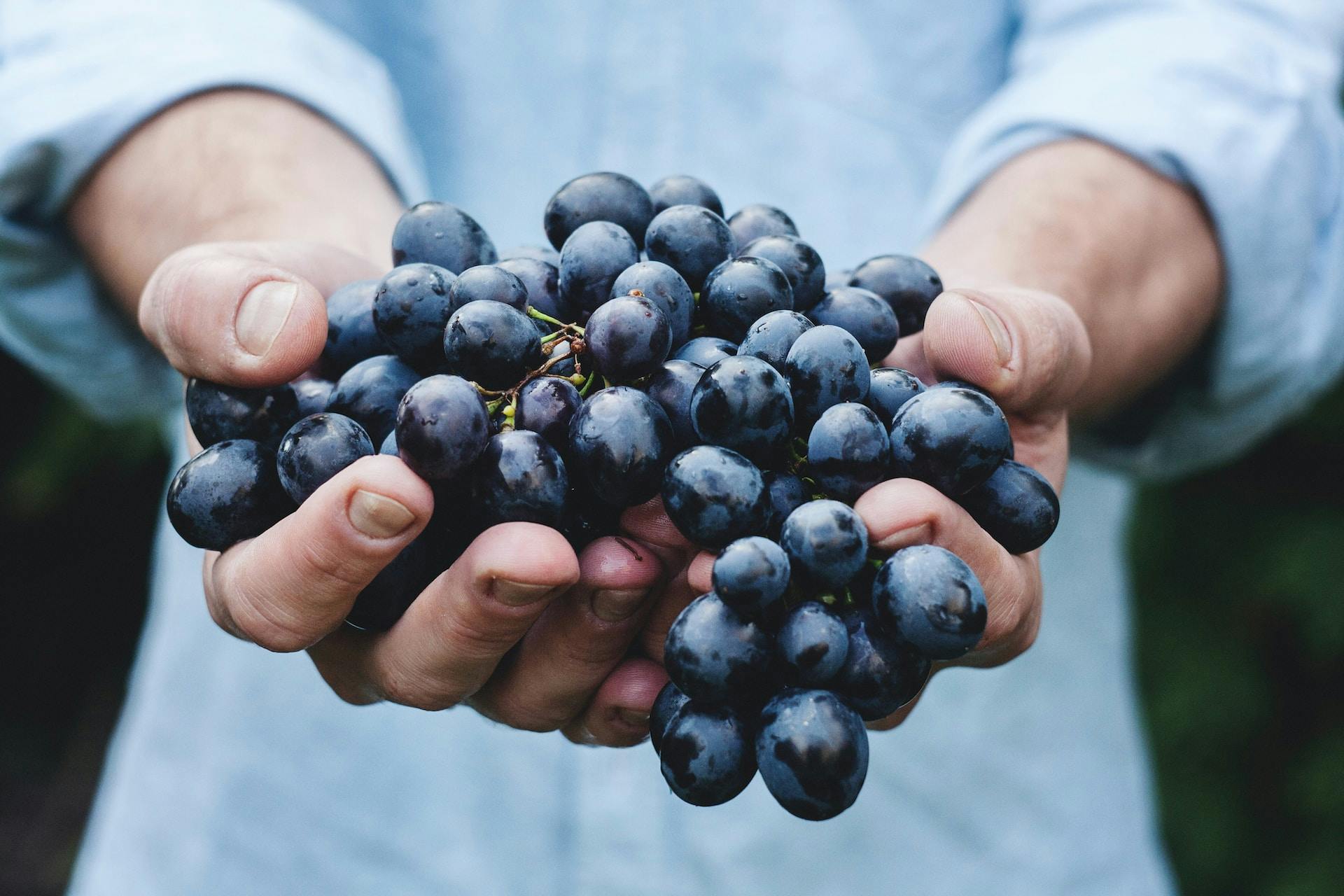 Hände halten blaue Weintrauben 
