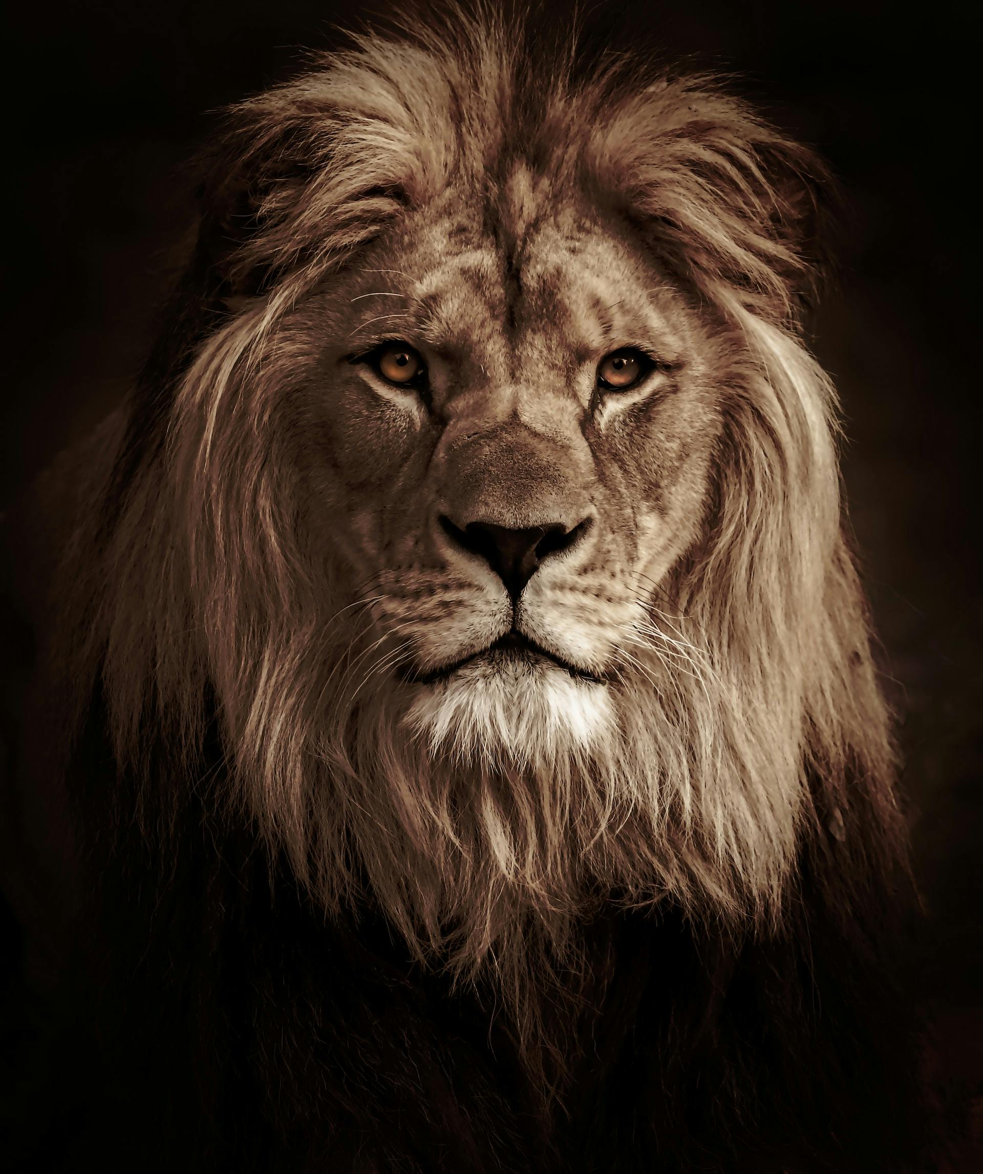Ein Löwenkopf auf dunklem Hintergrund