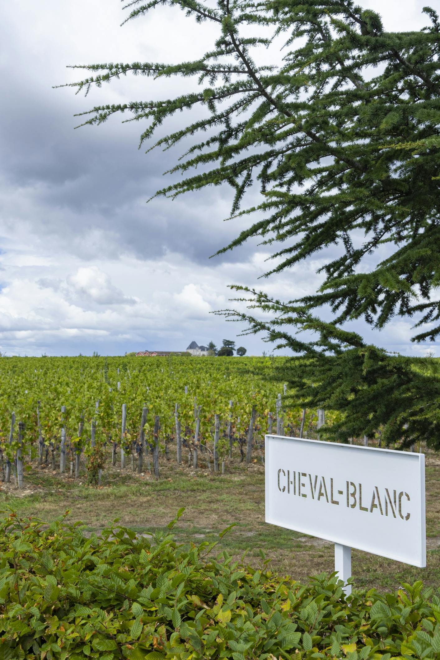 Namensschild eines Weinguts in Frankreich & Weinanbaugebiet im Hintergrund