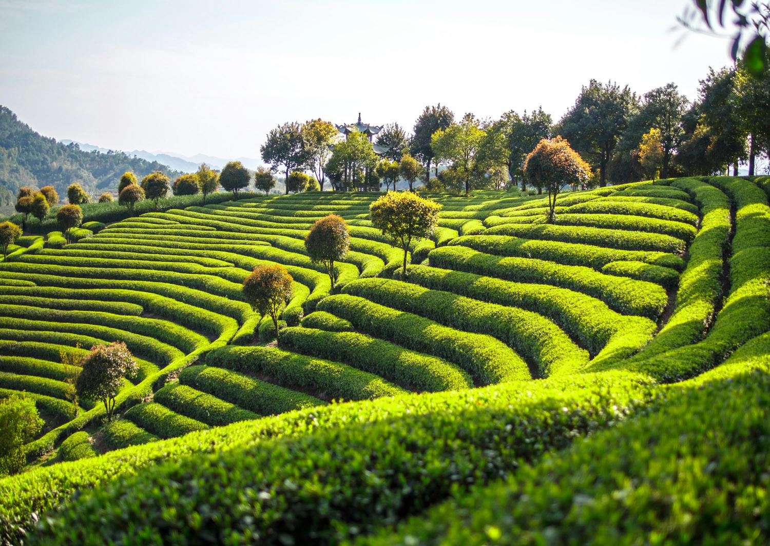Teegarten in China
